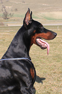 apolon