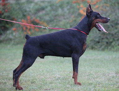 boki-stand