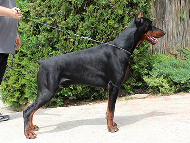 apolon
