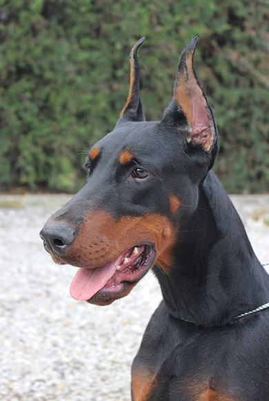 Altobello Dobermann Kennel - Hazar di Altobello x Katarina di Altobello ...