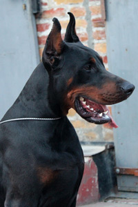 apach-head