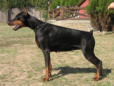 pradastav1