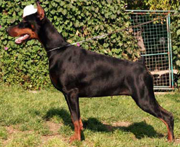 panamastand