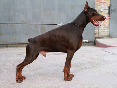 maxim-stand-litter