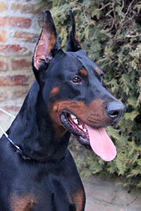 apolon
