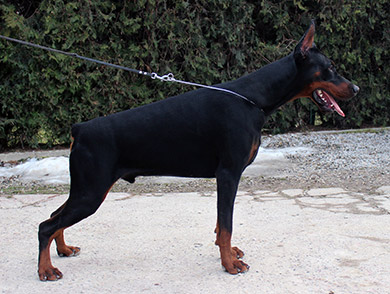 apolon