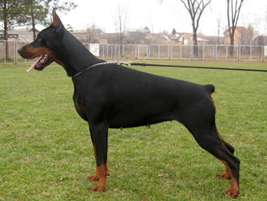 tara-stand