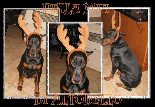 bella-mia.2011jpg