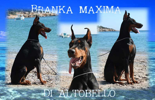 branka