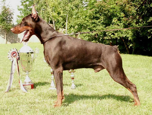 dobergaardehalifax-2