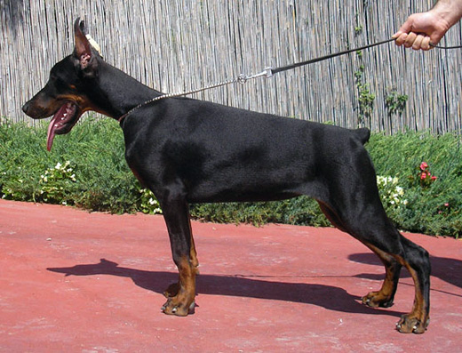 lenna
