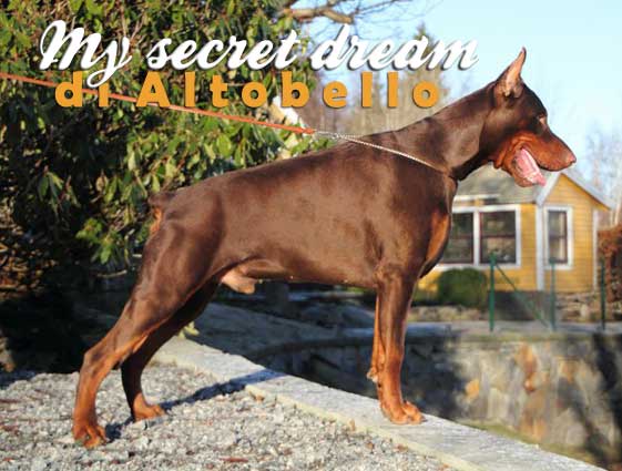 my-secret-dream