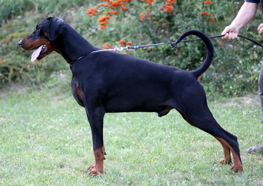 wero-di-altobello-14-months