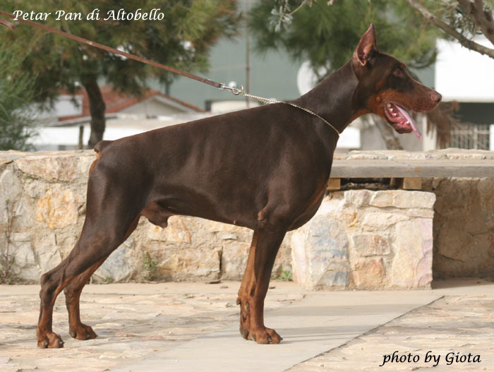 Petar-Pan-di-Altobello-stand-23.03