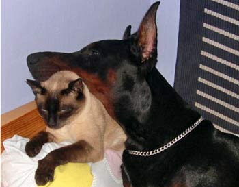 Doberman best sale with cats