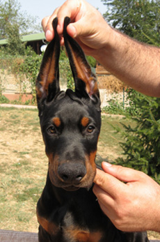maleno1-head