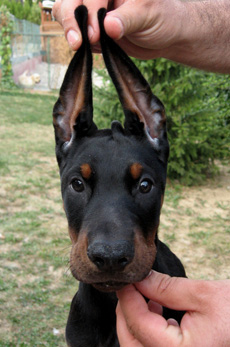 maleno1-head