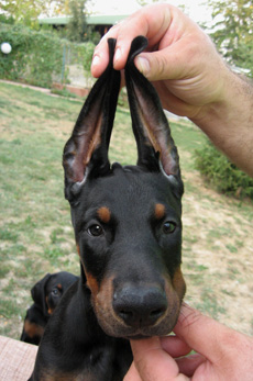 maleno2-head