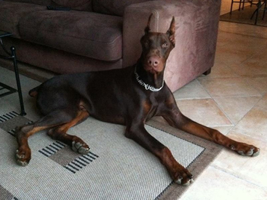 H'Dexter-6 months