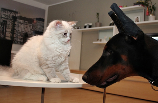 cat-doberman