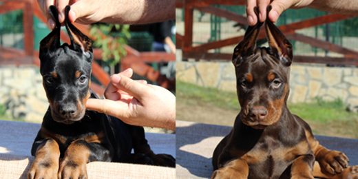 dream-prada-puppies