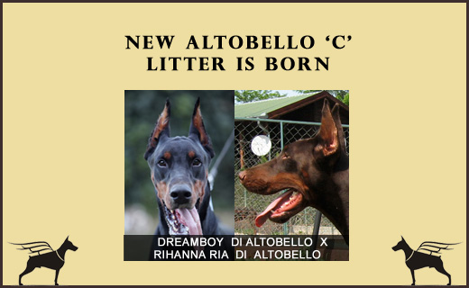 dreamboy-rihanna