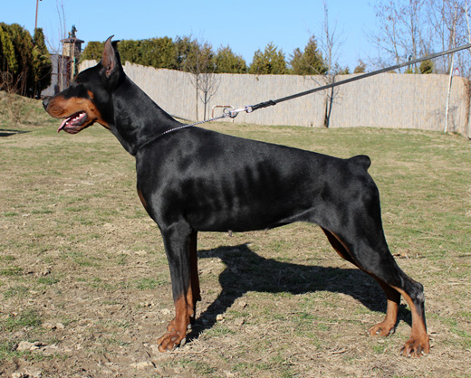astor