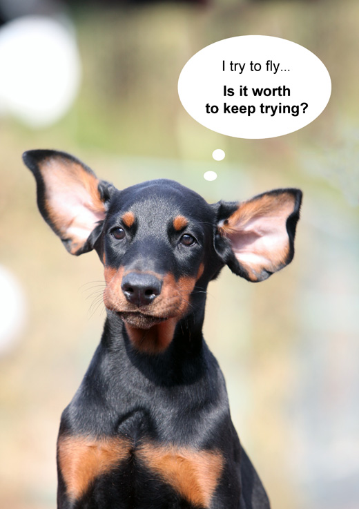 flying-doberman.jpg