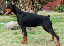 lemira