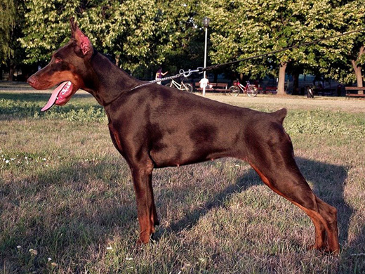 mali