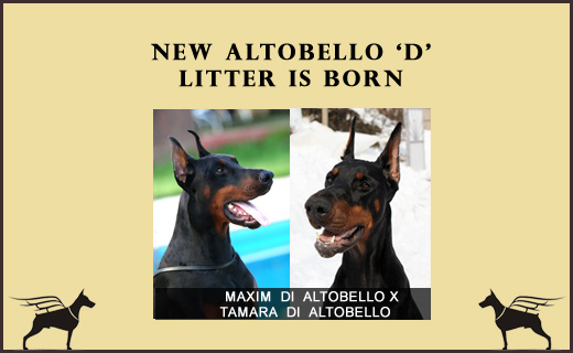 maxim-tamara-litter-d