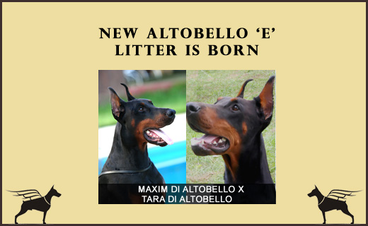maxim-tara