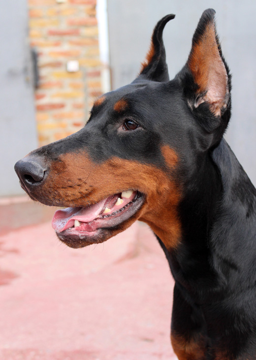 maximluna
