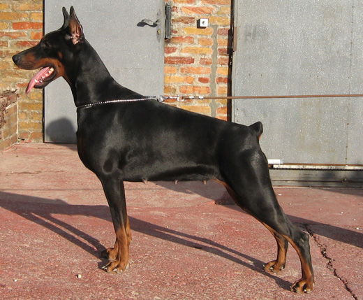 quorro-stand2