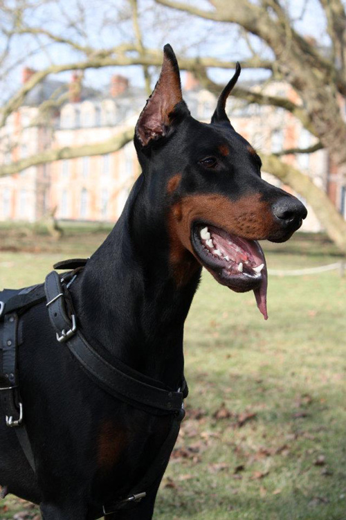 Altobello Dobermann Kennel - Altobello Dogs in France