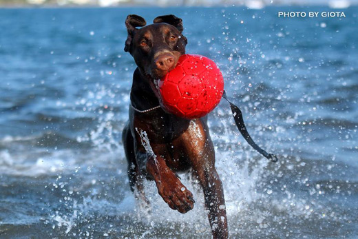 castor-ball