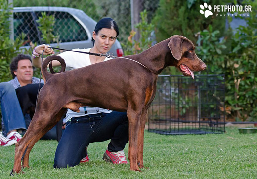 castor2