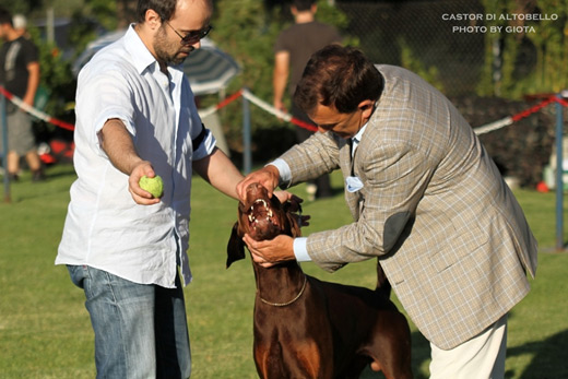 castor3