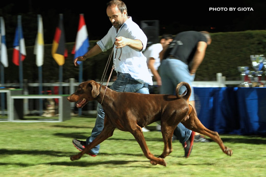 castor4