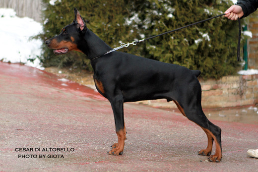 cesar2