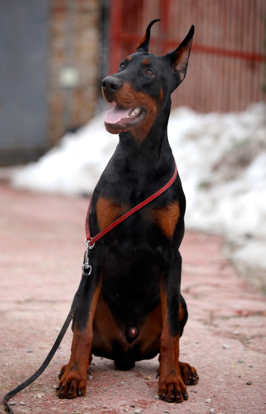 fedor