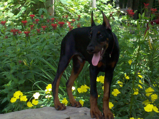odin