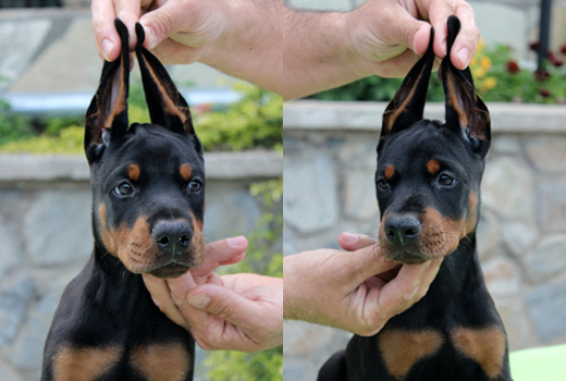 rnr-sade-firstpuppy