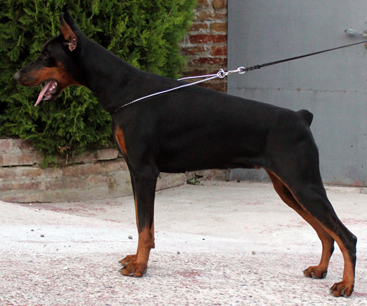 shila
