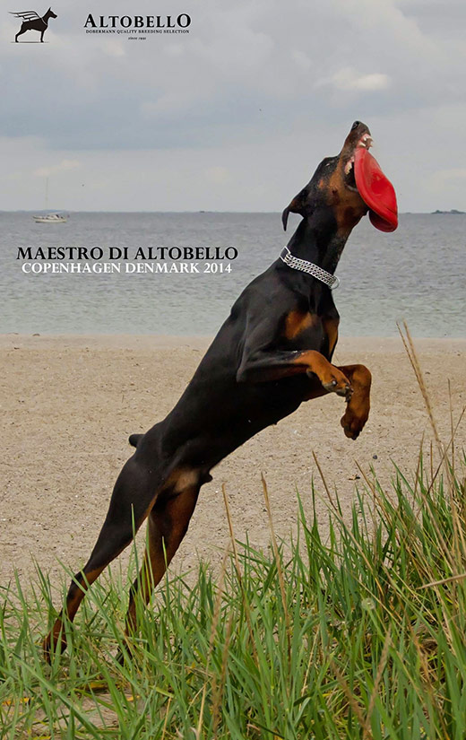 Maestro-Di-Altobello