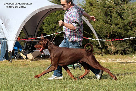castor