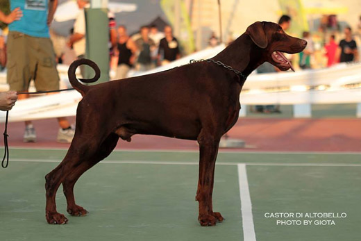 castor1