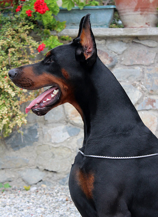 cesar