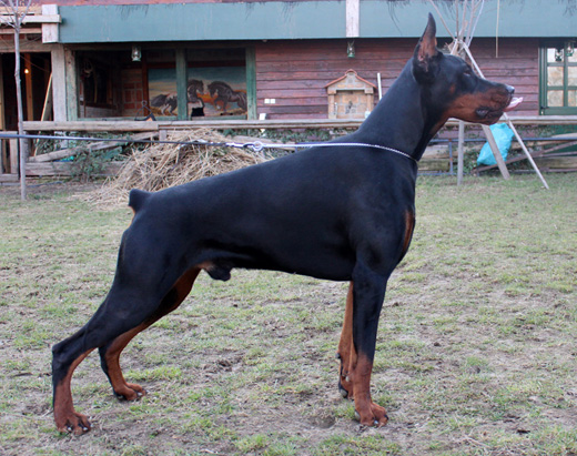 fedor