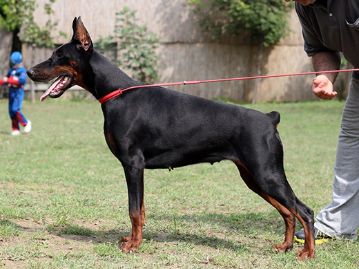 Altobello Dobermann Kennel - Photo of Magdalena Nera di Altobello